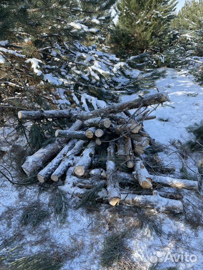 Ветки, бревна сосны