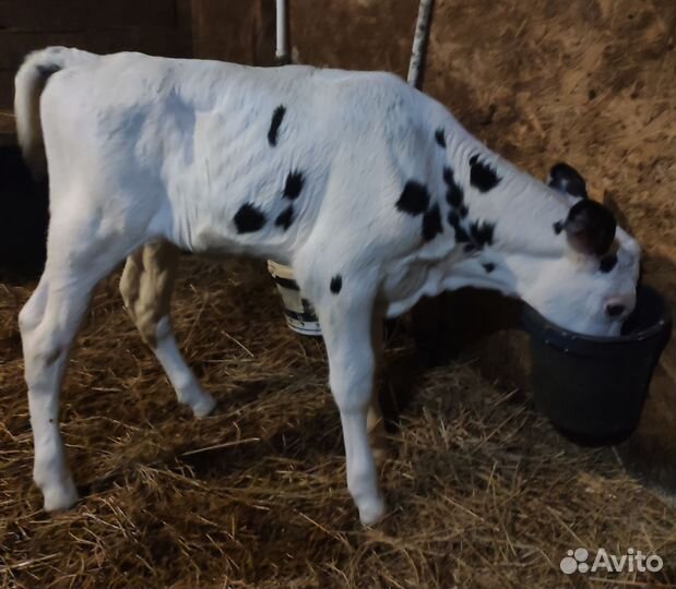 Коровы, Телка