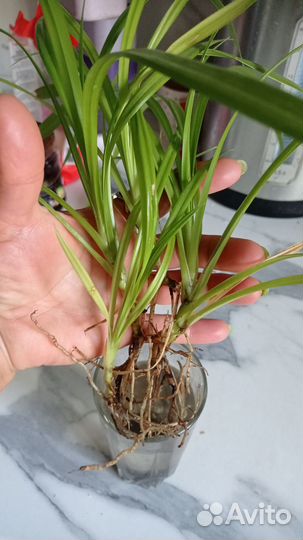 Пальма панданус, взрослое растение не продается
