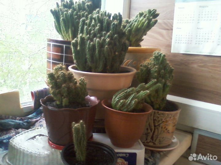Подарочные кактусы 