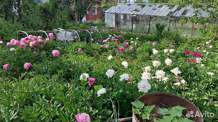 Пионы клубни, саженцы