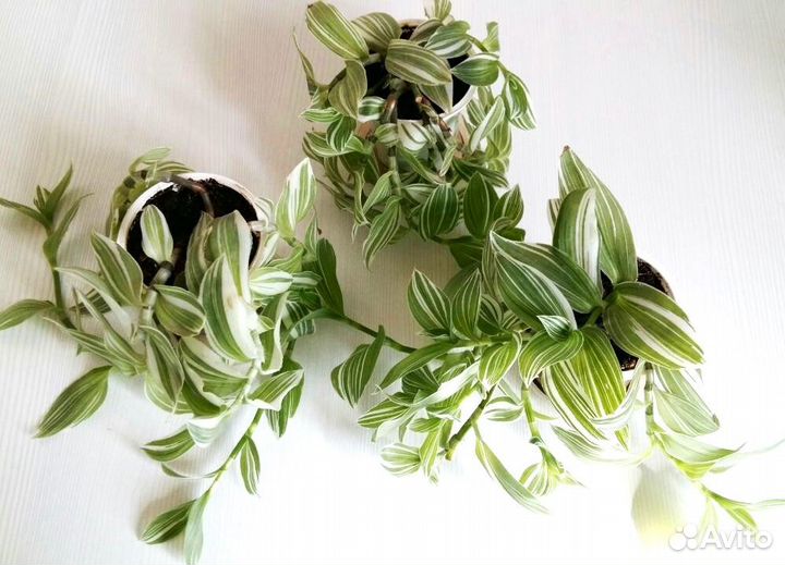 Традесканции - Нанук, Albiflora и Зебрина