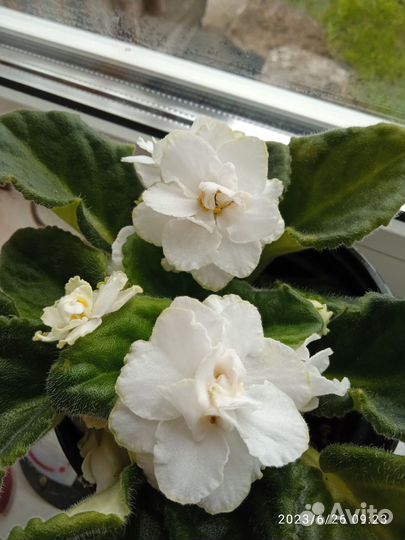 Фиалка белая с зубчиками