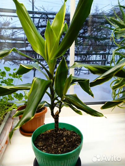 Комнатные цветы