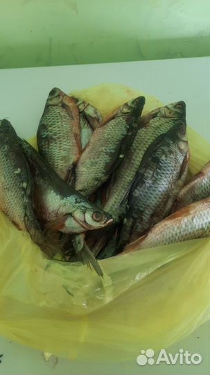 Рыба горячего копчения