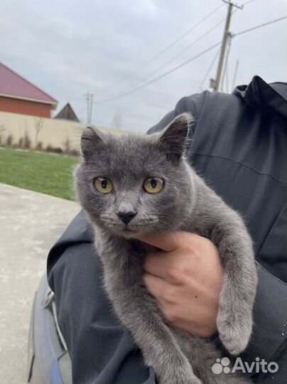 Кот молодой