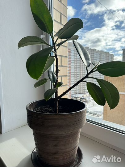 Комнатные растения цветы / в офис