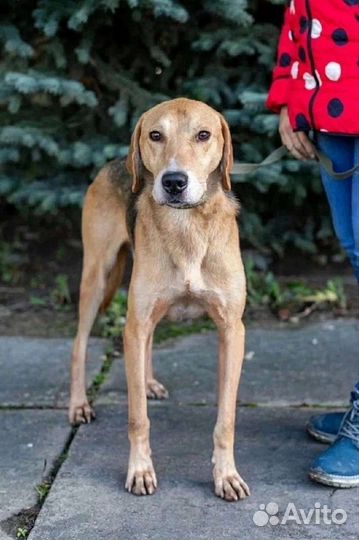 Гончак Герман ищет дом, в добрые руки