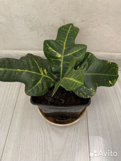 Кодиеум Кротон