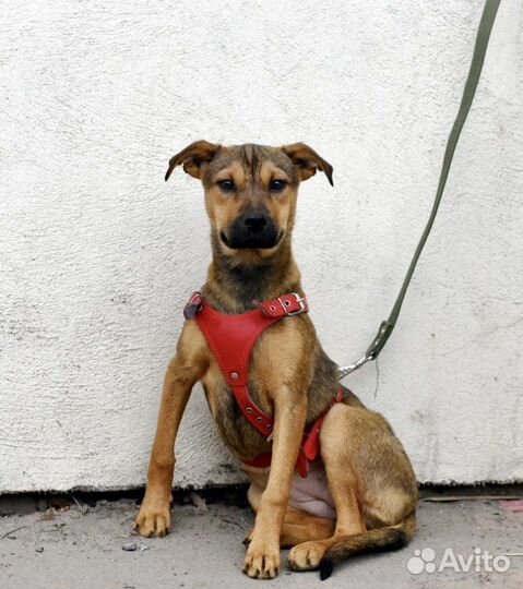 Собака для дружбы