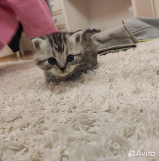 Шотландская кошечка