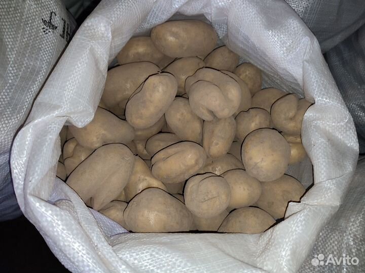 Картофель некондиционный