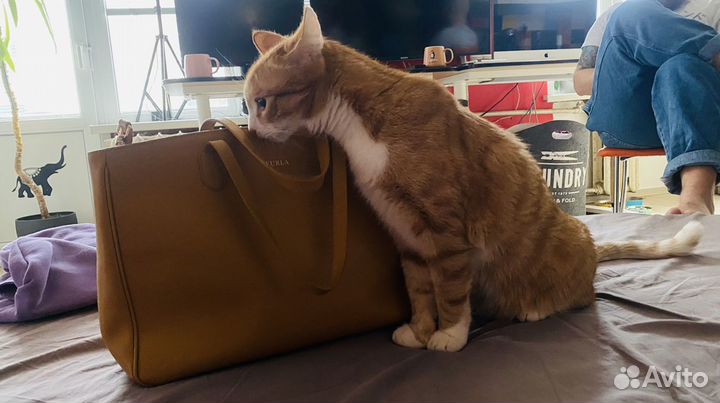 Британская