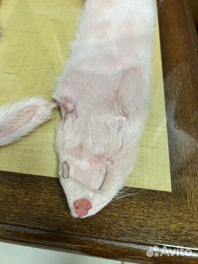 Шарф из цельной норки