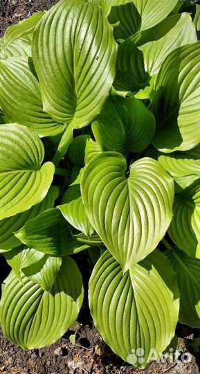 Хоста растение