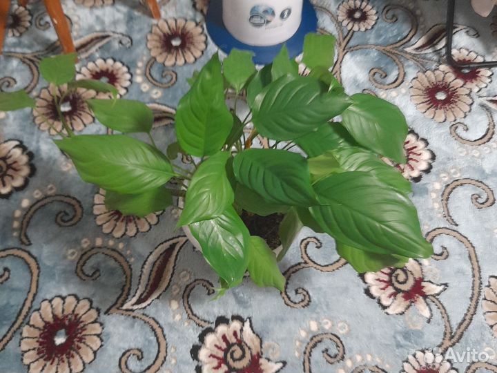 Спатифиллум