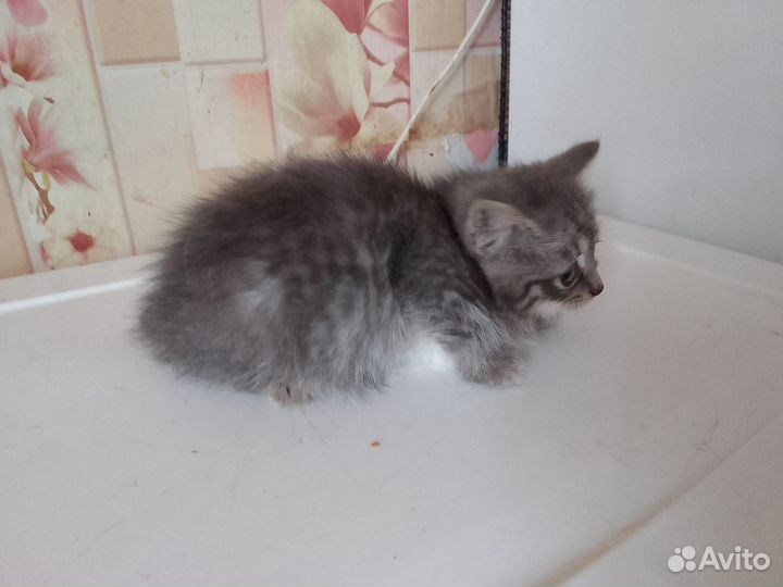 Котята в добрые руки бесплатно