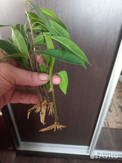 Фикус Бенджамина,спатифиллум (растишки)