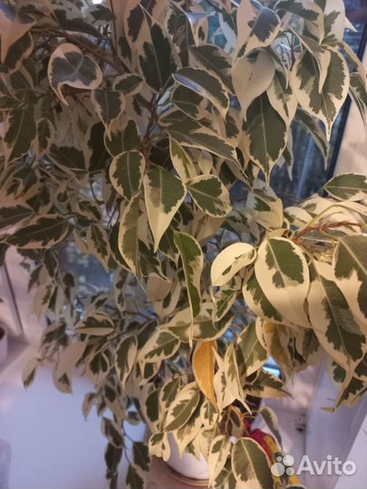Фикус бенджамина пестролистный