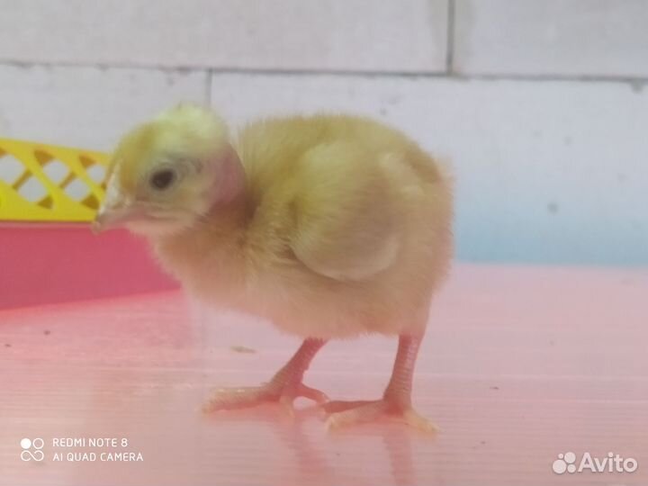 Цыплята голошейка Франция