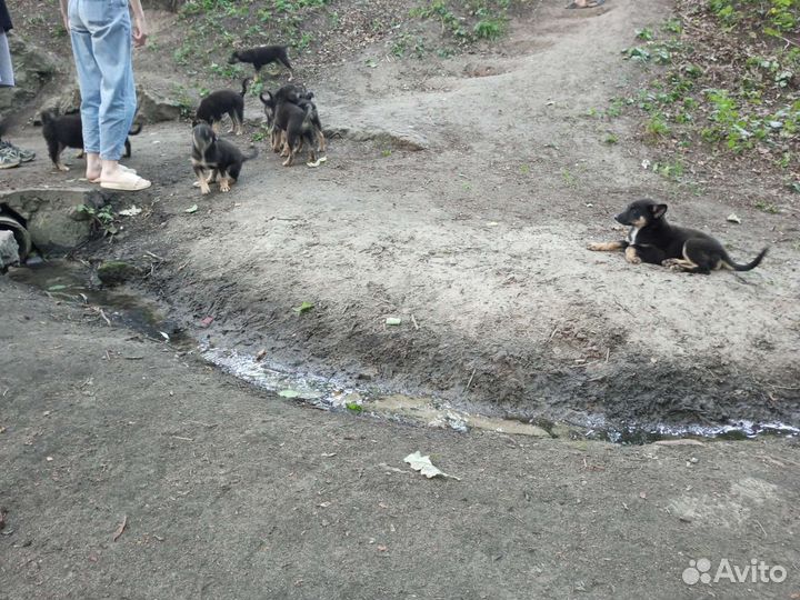 Щенок в добрые руки