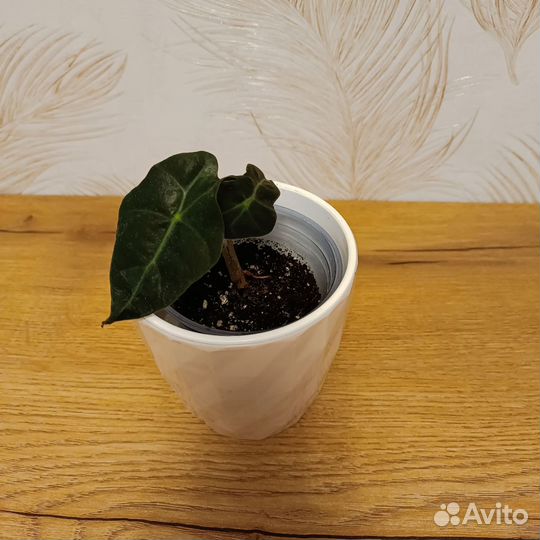 Алоказия полли