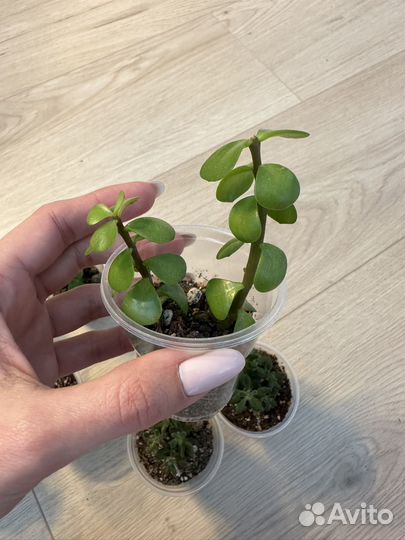 Суккуленты