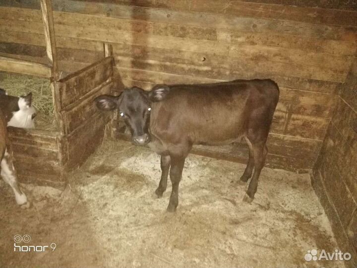 Телята на доращивание с доставкой