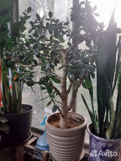 Денежное дерево красула толстянка