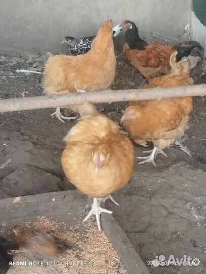 Продам цыплят породы форверк и ливин. ситцевые