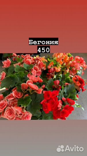 Комнатные растения