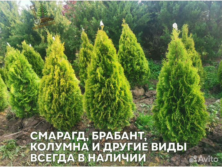 Туя брабант 180 см