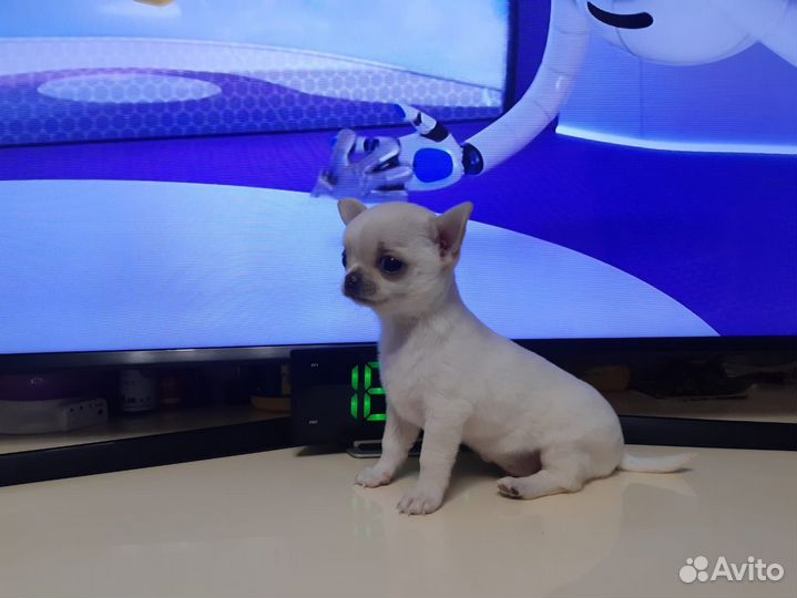 Щенки чихуахуа