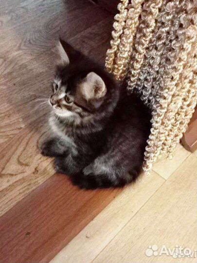 Отдам котенка в добрые руки