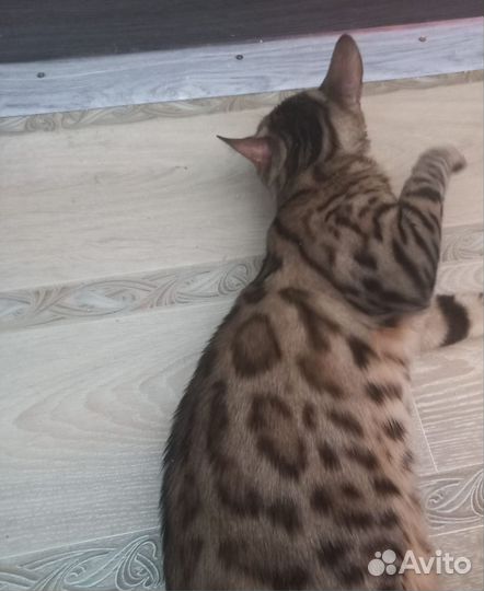 Бенгальская кошка