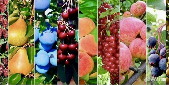 Плодовые декоративные деревья