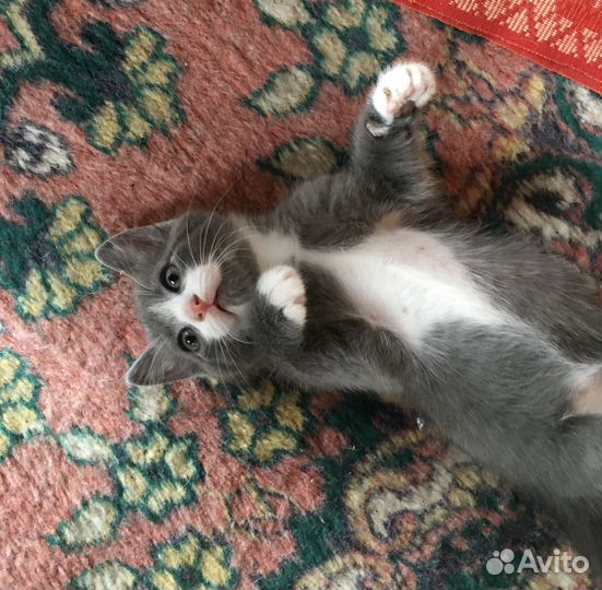 Отдам котят в добрые руки