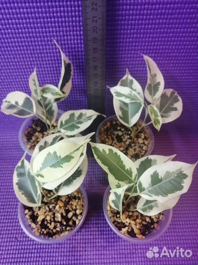 Фикус де гантель