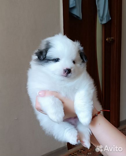 Щенки шпица