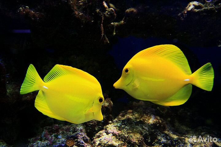 Рыбка Зебрасома Парусная желтая