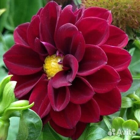 Георгина Фигаро Виолет Шейдес