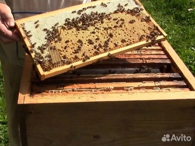 Мед 24 года Алтайский опт