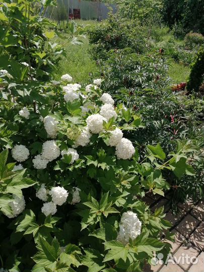 Спирея, малина, смородина, слива