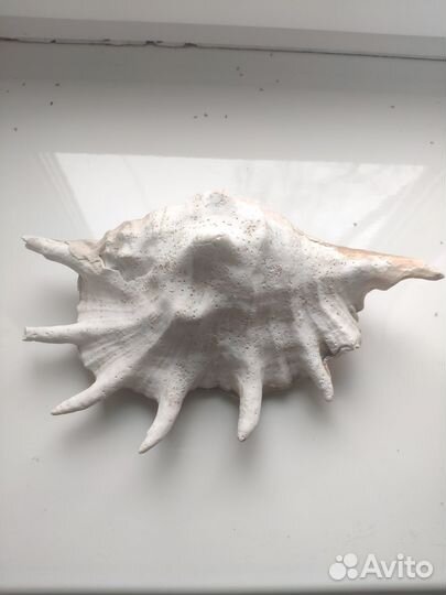 Ракушка большая морская(Египет)