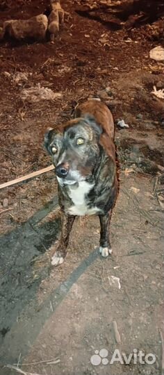 В очень добрые руки собака