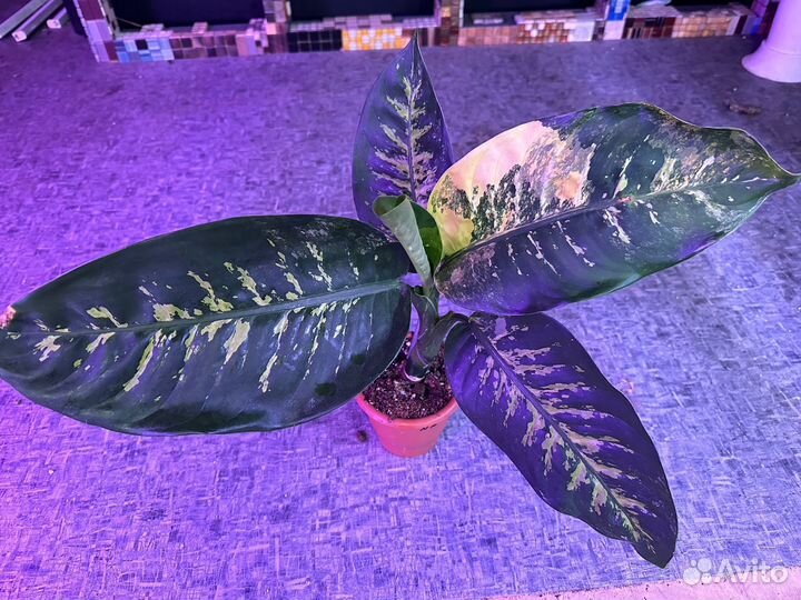 Диффенбахия зебра вариегата