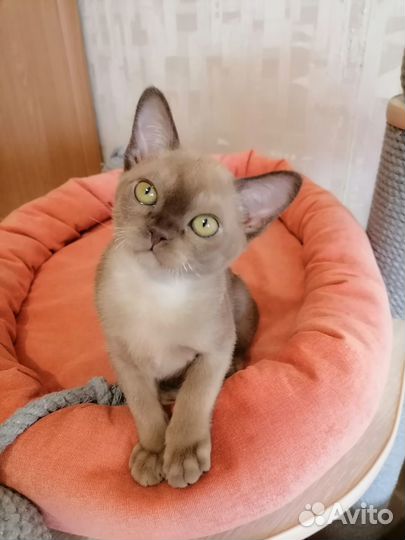 Котята европейской бурмы