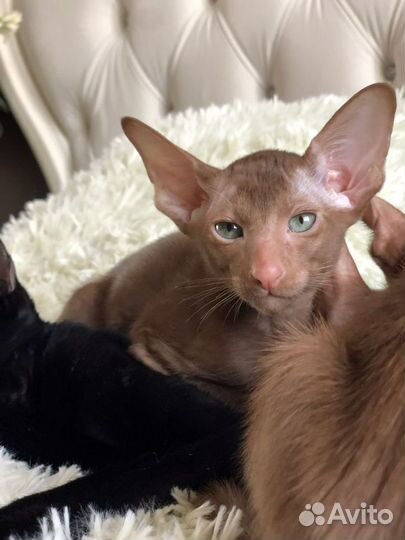 Циннамоновый котик