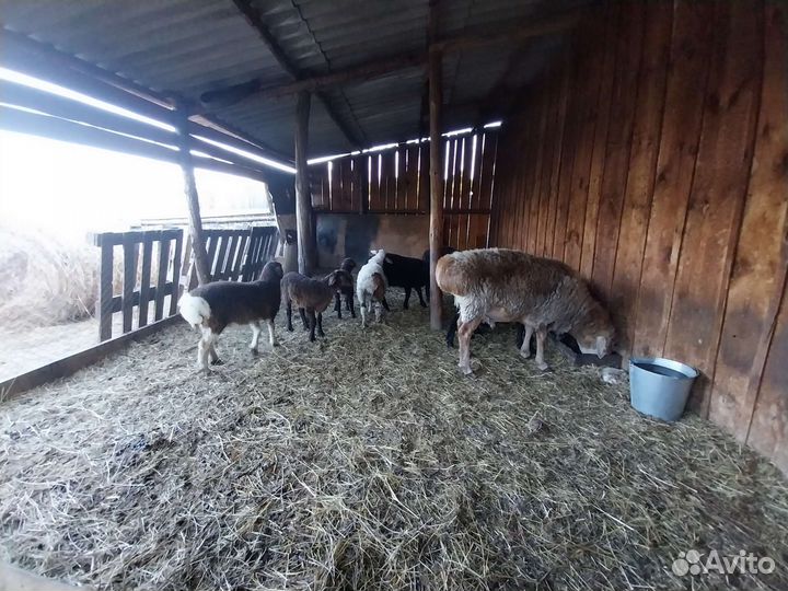 Овцы бараны