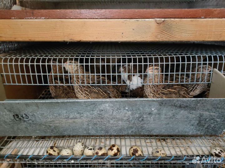 Яйца перепелиные